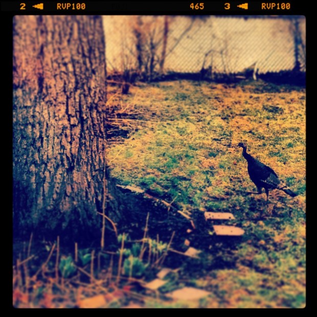 turkey