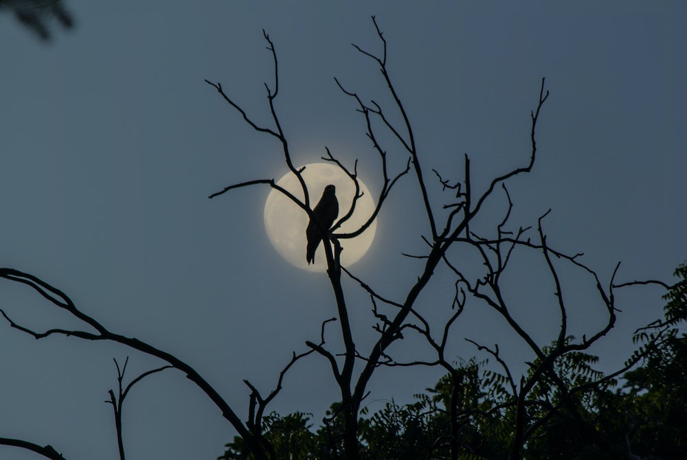 Large bird sitting in a leafless tree, silhouetted against the moonlight
