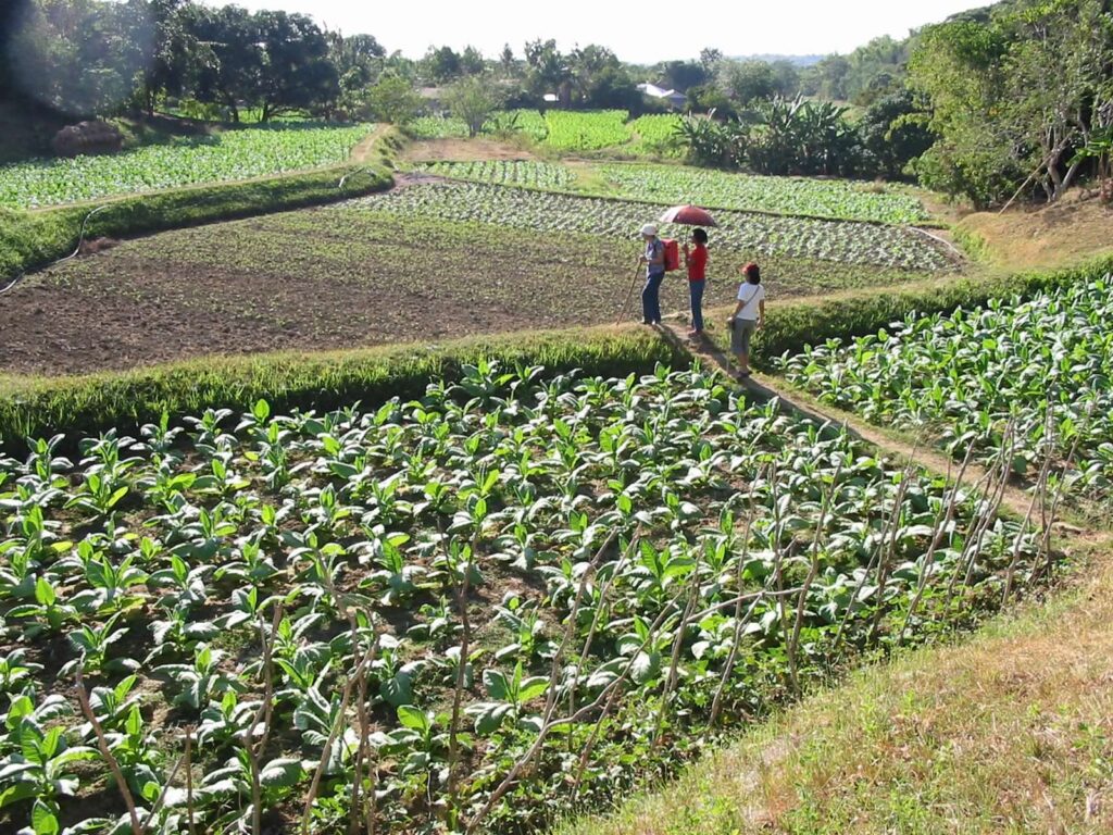 Tobacco terraces in the Philippines