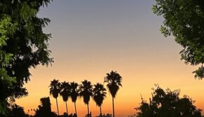 Palm trees against an orange sunset