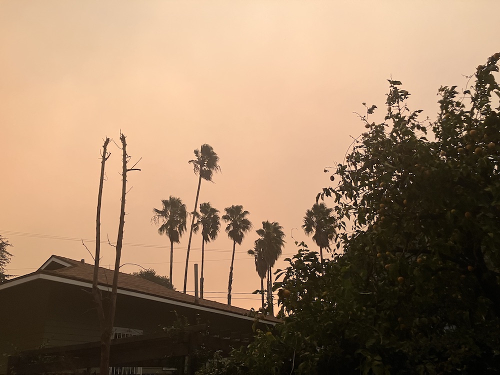 Palm trees and a roof against a smoggy, orange-ish sky