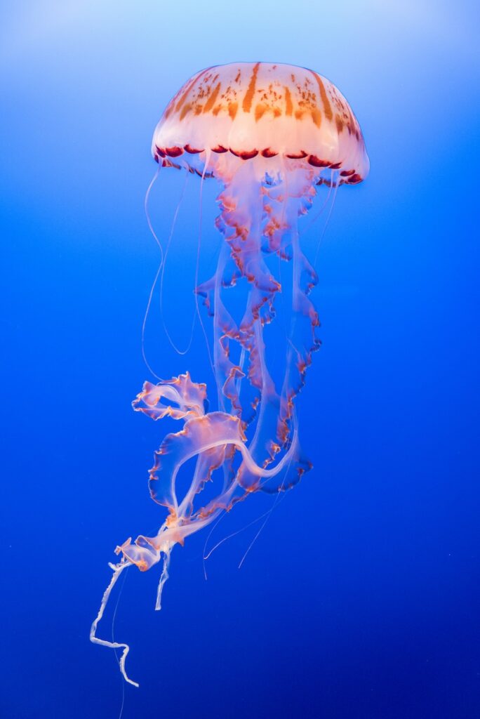Red, white, and orange jellyfish floats in bright blue water