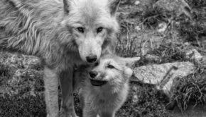 A pale gray wolf with her pup
