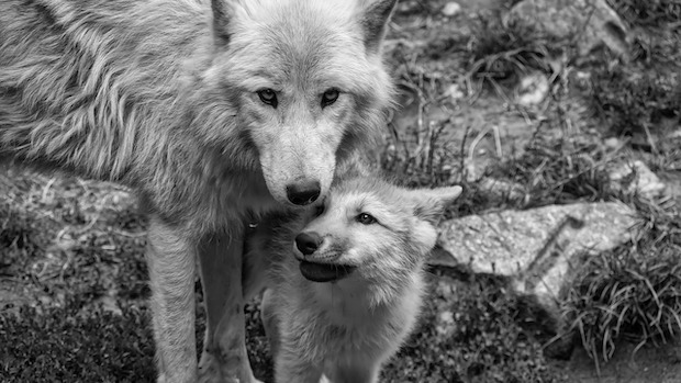 A pale gray wolf with her pup