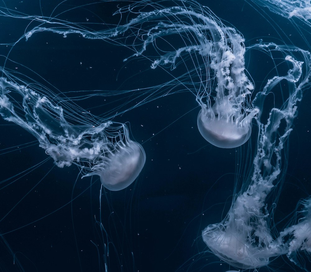 White sea jellies under water