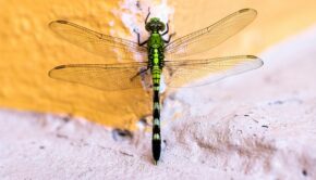 Photo of a dragonfly on a yellow and pink background, by Jude Infantini via Unsplash