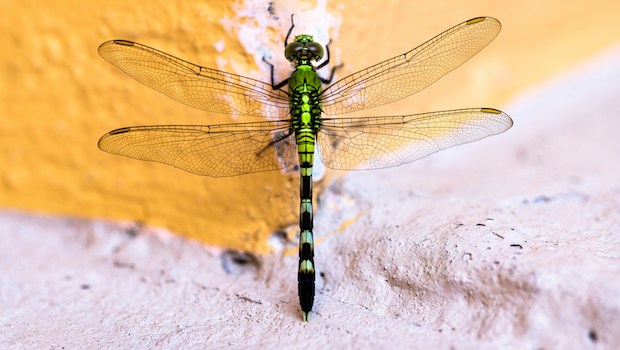 Photo of a dragonfly on a yellow and pink background, by Jude Infantini via Unsplash