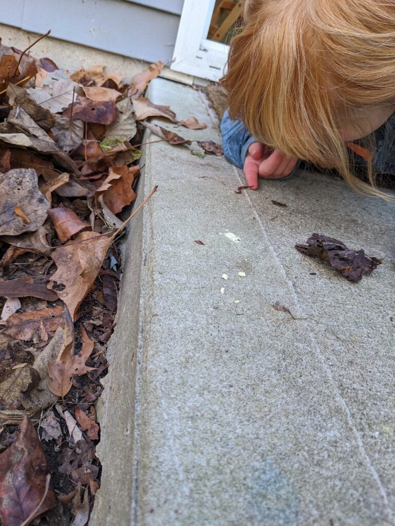 A small child with blonde hair investigates a worm on the concrete