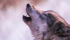 Side view of a howling wolf, by Ethan Currier