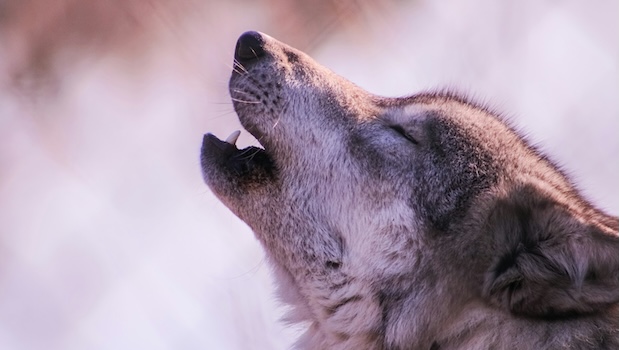 Side view of a howling wolf, by Ethan Currier